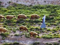 shepherd leading sheep