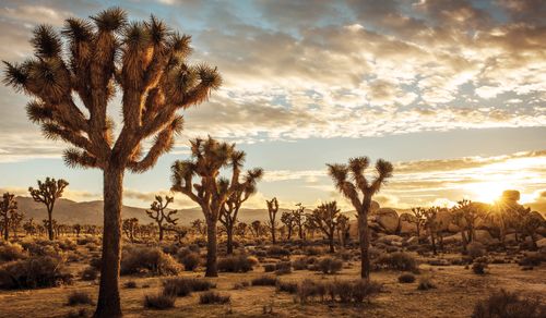 Joshua trees