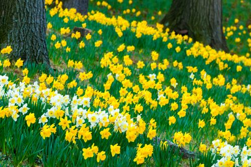 campo de narcisos