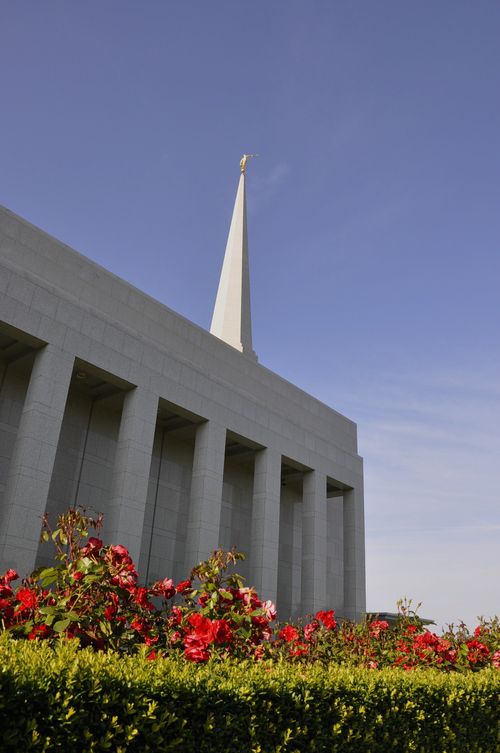 A side view of the Preston England Temple behind a row of red roses, with the temple’s spire in view.