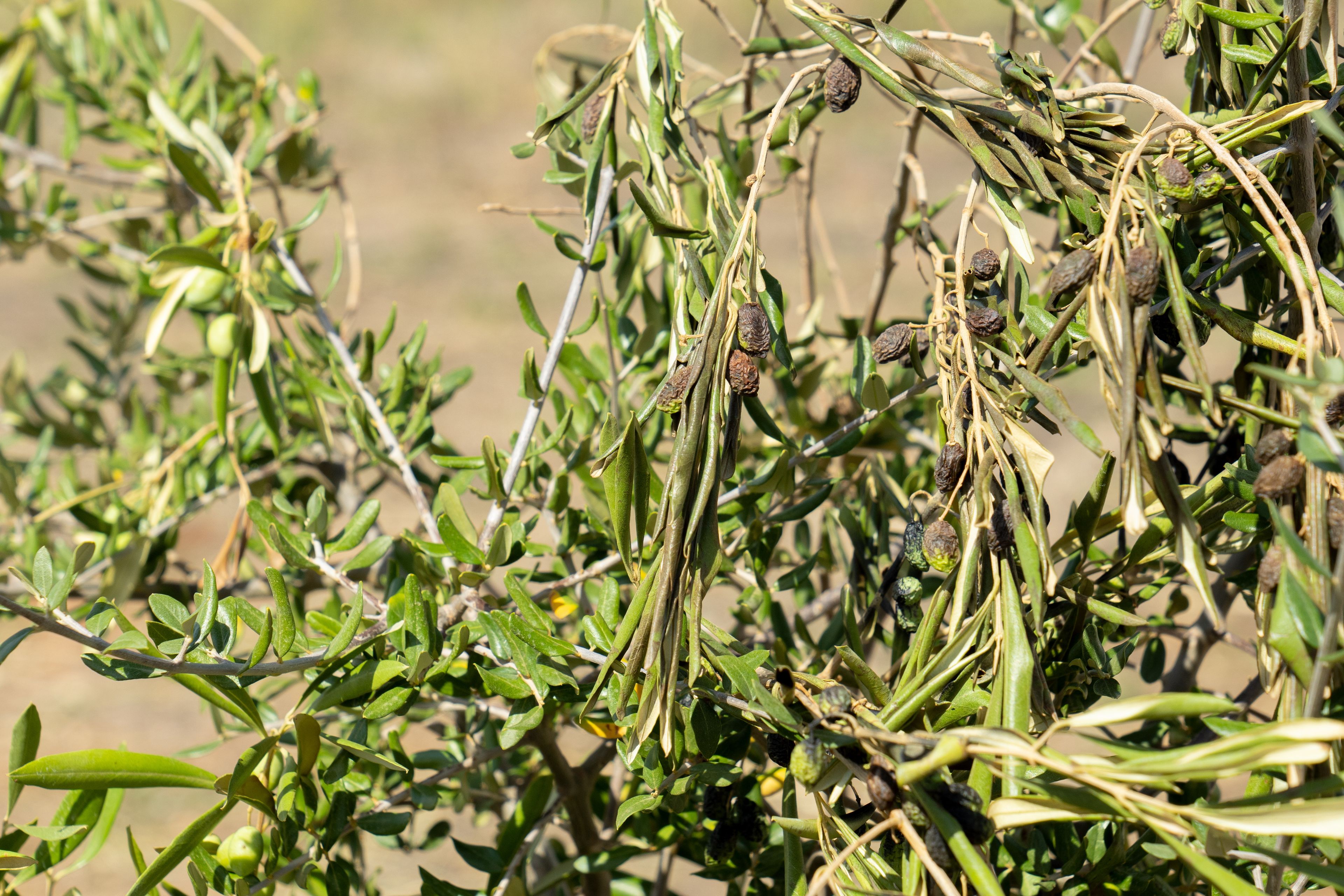 One of the olive trees that once brought forth good fruit has become withered and dead. This is part of the olive tree allegory mentioned in Jacob 5.