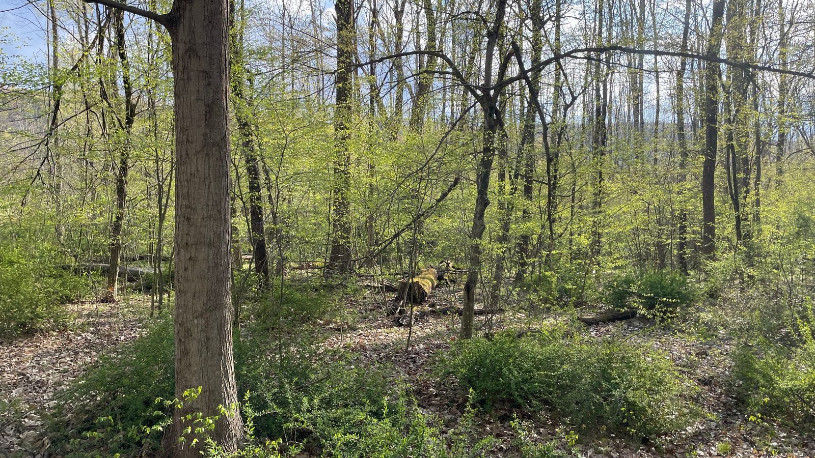 A grove of tall, green trees. 