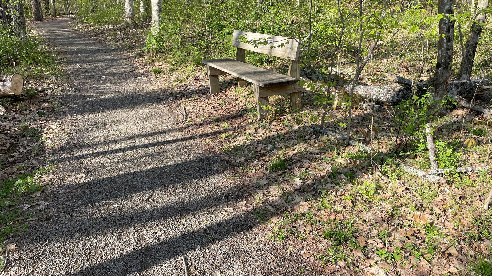 A marked trail through a forest with a wooden bench on the right-hand side of the trail.  