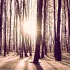 sun shining through trees in a snowy landscape